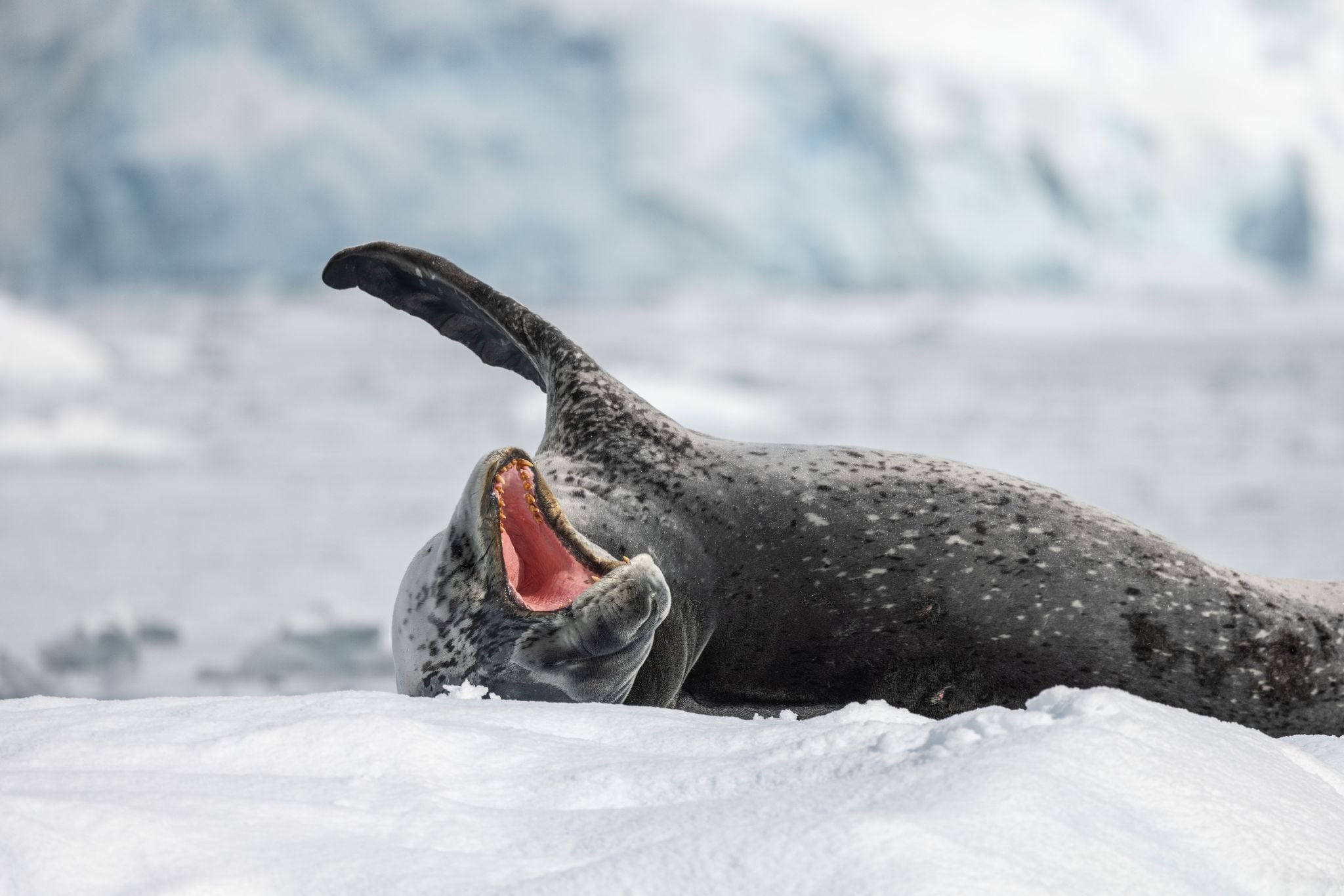 7 Antarctic Cruises for Travelers Who Want to Walk Where Shackleton Did